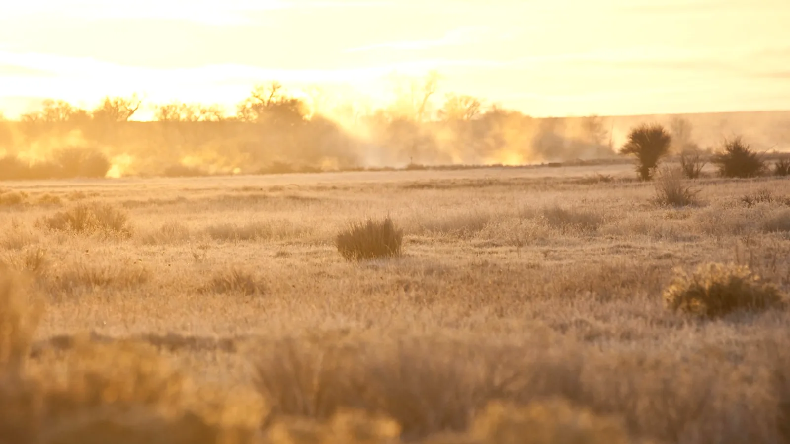 Low morning mist lying over a field of pale grass