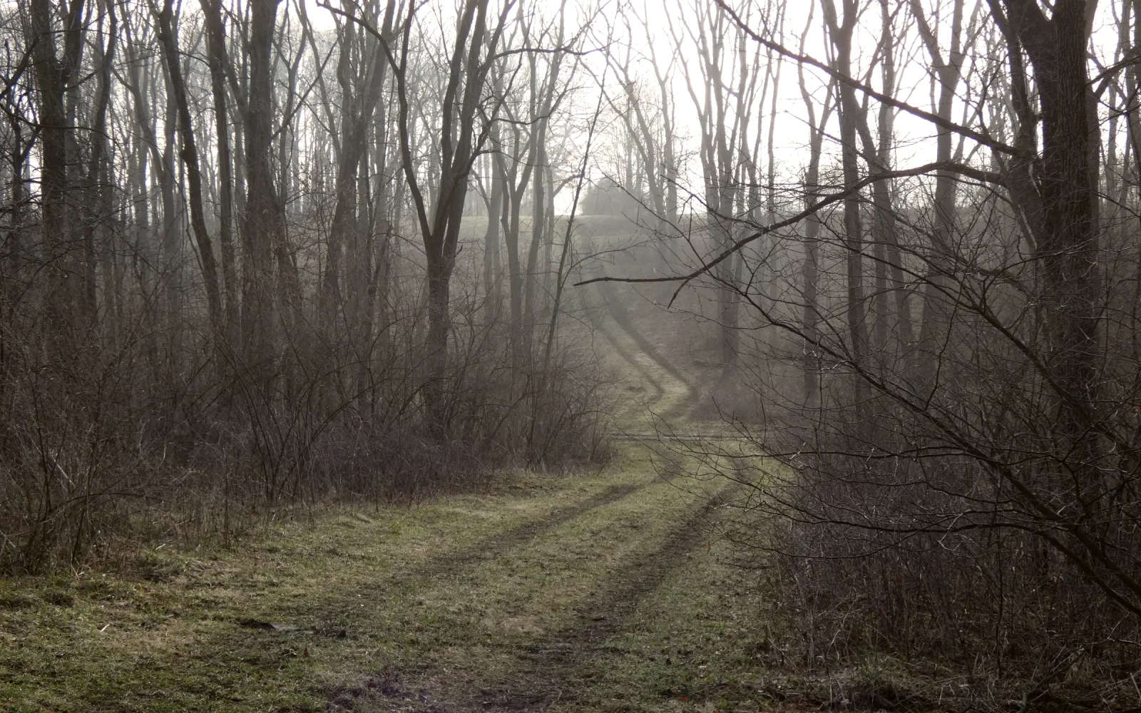 A soft track disappearing into mist between bare trees